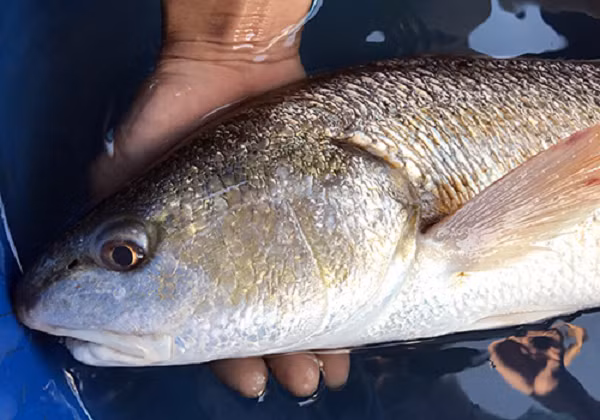 “Diện kiến” loài cá quý của Việt Nam, đại gia chi tiền tỷ săn lùng - Hình 7 “Dien kien” loai ca quy cua Viet Nam, dai gia chi tien ty san lung-Hinh-7