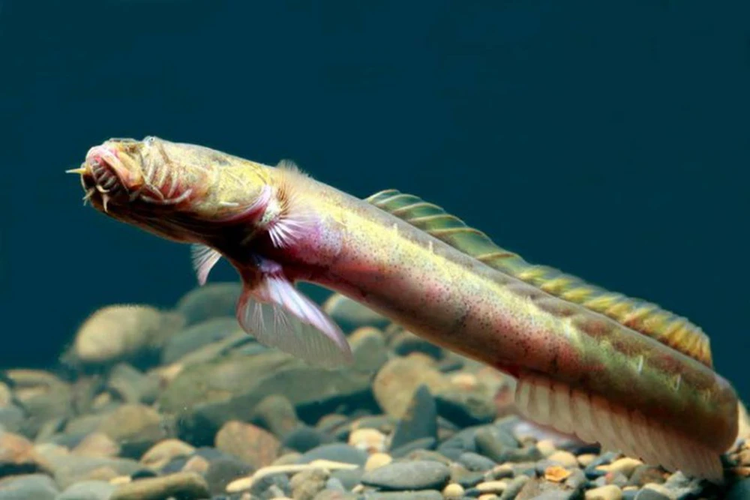 'Rồng không mắt' lọt lưới, ngư dân hốt hoảng tột độ - Hình 3 'Rong khong mat' lot luoi, ngu dan hot hoang tot do-Hinh-3