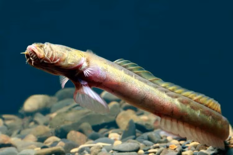 'Rong khong mat' lot luoi, ngu dan hot hoang tot do-Hinh-3