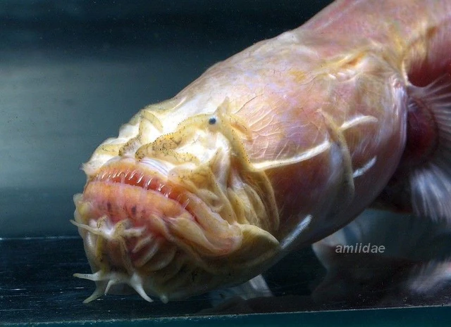 'Rồng không mắt' lọt lưới, ngư dân hốt hoảng tột độ - Hình 2 'Rong khong mat' lot luoi, ngu dan hot hoang tot do-Hinh-2