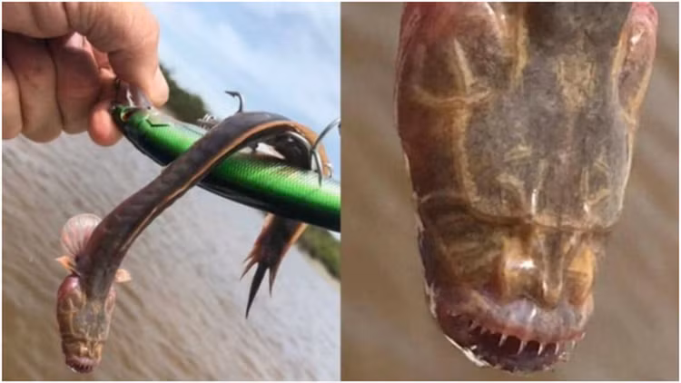 'Rong khong mat' lot luoi, ngu dan hot hoang tot do