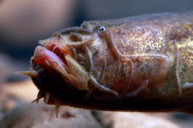 Di cau ca, hot hoang “tom” duoc rong khong mat va cai ket bat ngo-Hinh-7