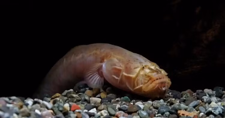 Di cau ca, hot hoang “tom” duoc rong khong mat va cai ket bat ngo-Hinh-4