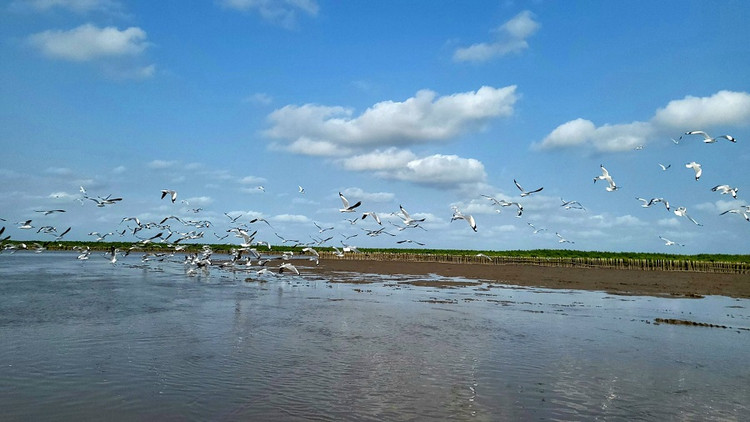 Canh rung Net Zero VINAMILK tai Cau Mau don nhung dan chim tro ve-Hinh-4