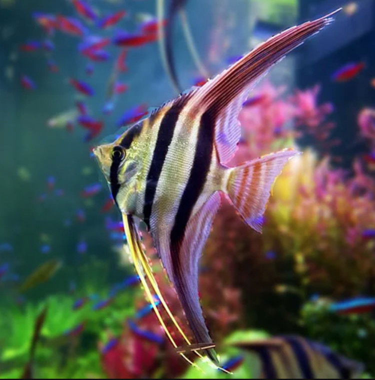 Top 8 loai ca canh dep me hon, dan choi ao uoc so huu