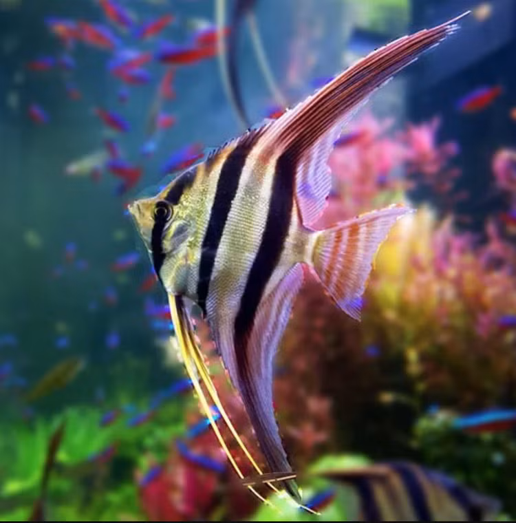 Top 8 loai ca canh dep me hon, dan choi ao uoc so huu