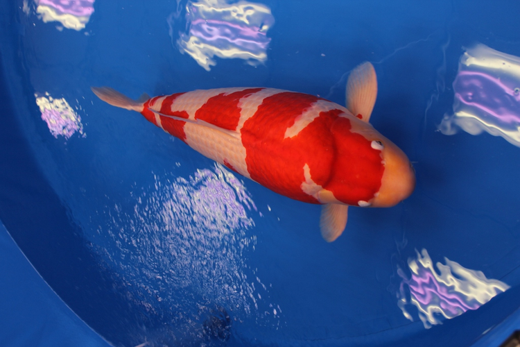 Top 8 loai ca canh dep me hon, dan choi ao uoc so huu-Hinh-7