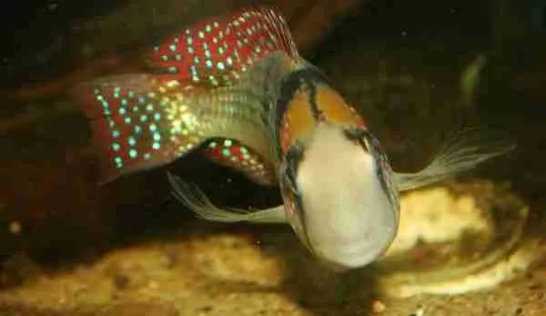 Top 8 loai ca canh dep me hon, dan choi ao uoc so huu-Hinh-4