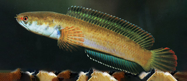 Top 8 loai ca canh dep me hon, dan choi ao uoc so huu-Hinh-5