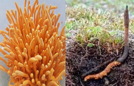 Dao khoai dung trung vat la, bat ngo 'bau vat' quy hon vang-Hinh-8