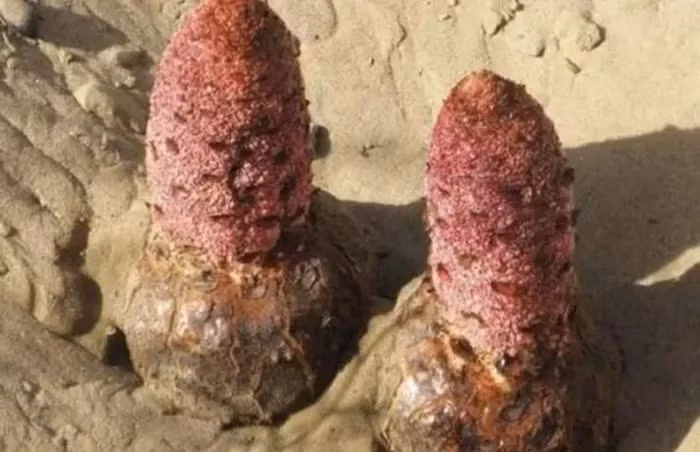 Loai thuc vat sieu quy hiem trong cat, co tien chua chac mua duoc