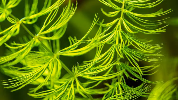 Kham pha bi mat loai cay co hoa dau tien tren Trai dat-Hinh-8