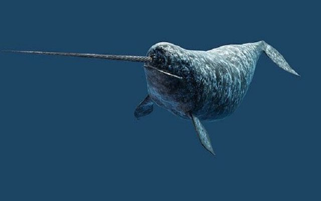 Loai dong vat ky quac khien gioi khoa hoc ngac nhien khong ngung-Hinh-6