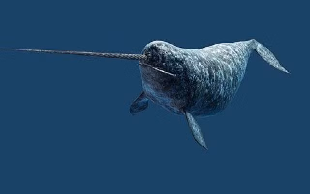 Loai dong vat ky quac khien gioi khoa hoc ngac nhien khong ngung-Hinh-6