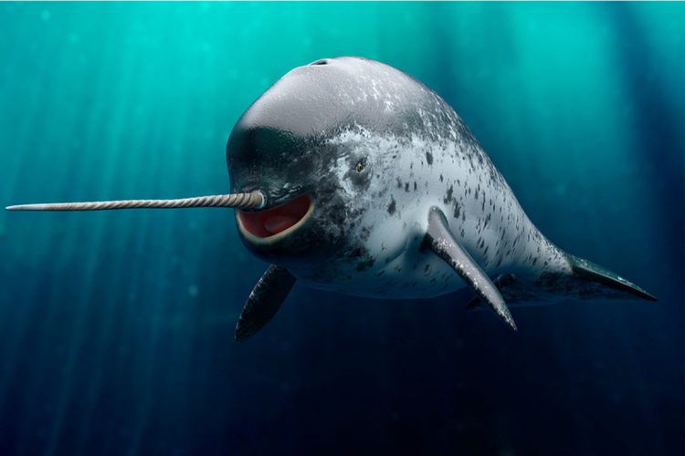 Loai dong vat ky quac khien gioi khoa hoc ngac nhien khong ngung