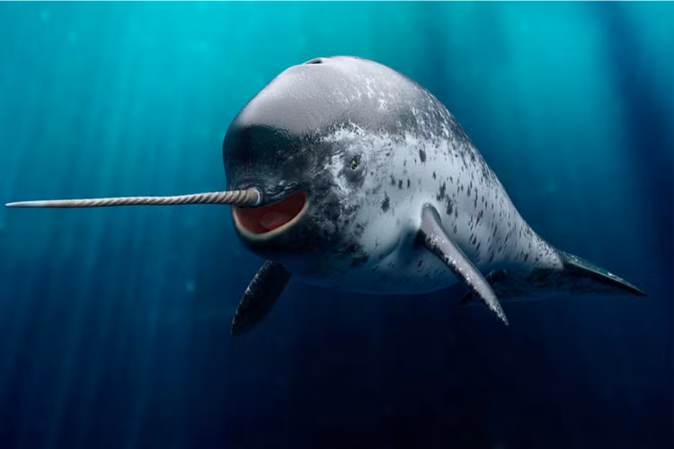 Loai dong vat ky quac khien gioi khoa hoc ngac nhien khong ngung