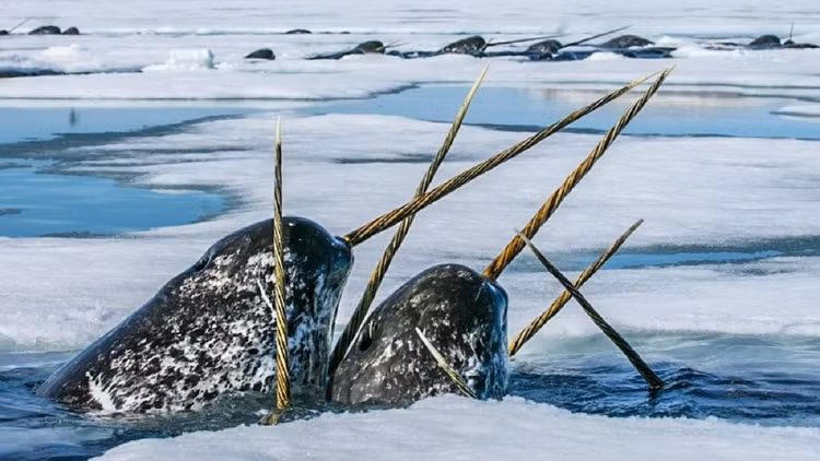 Loai dong vat ky quac khien gioi khoa hoc ngac nhien khong ngung-Hinh-2