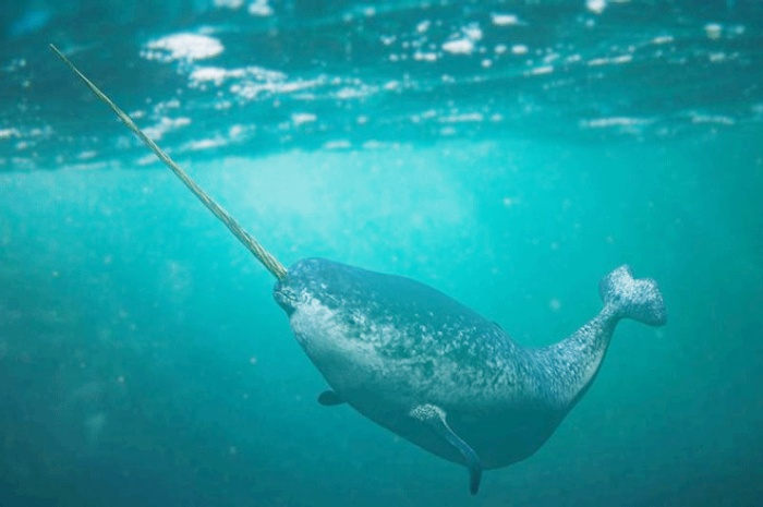 Loai dong vat ky quac khien gioi khoa hoc ngac nhien khong ngung-Hinh-3