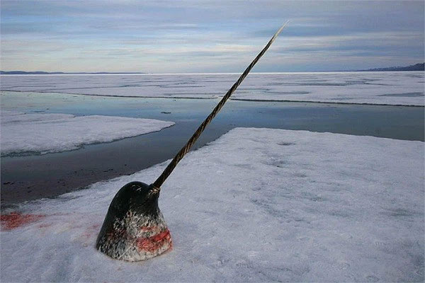 Loai dong vat ky quac khien gioi khoa hoc ngac nhien khong ngung-Hinh-8