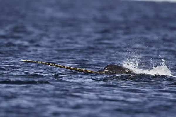 Loai dong vat ky quac khien gioi khoa hoc ngac nhien khong ngung-Hinh-5