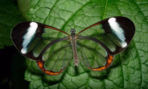 Giải mã vẻ đẹp của loài bướm có đôi cánh như pha lê