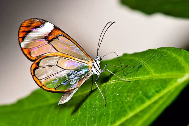 Giai ma ve dep cua loai buom co doi canh nhu pha le-Hinh-6