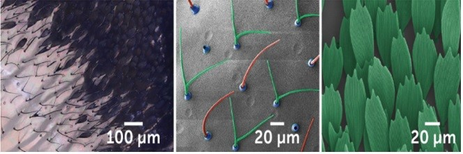 Giải mã vẻ đẹp của loài bướm có đôi cánh như pha lê - Hình 2 Giai ma ve dep cua loai buom co doi canh nhu pha le-Hinh-2
