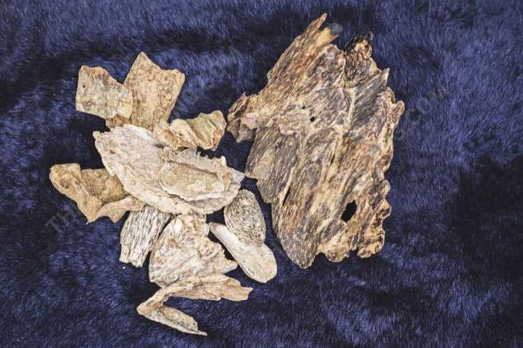 Vot duoc khuc go hon 1.000 tuoi, giat minh khi biet gia tri khung-Hinh-5