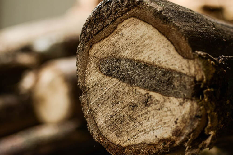 Vot duoc khuc go hon 1.000 tuoi, giat minh khi biet gia tri khung-Hinh-4