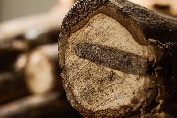 Vot duoc khuc go hon 1.000 tuoi, giat minh khi biet gia tri khung-Hinh-4