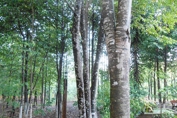 Vot duoc khuc go hon 1.000 tuoi, giat minh khi biet gia tri khung-Hinh-3