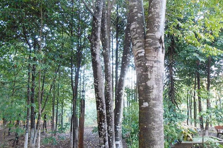 Vot duoc khuc go hon 1.000 tuoi, giat minh khi biet gia tri khung-Hinh-3