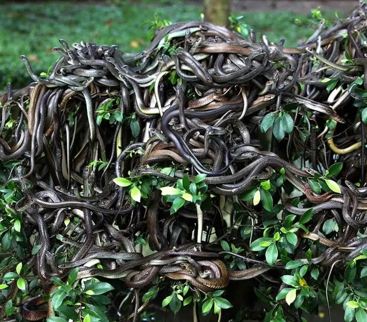 Nhung dia diem bi hiem nhat hanh tinh: So 1 noi o cua ran doc-Hinh-2