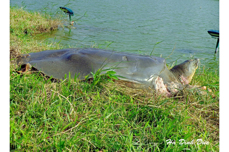 He sinh thai Ho Guom dang thay doi, chuyen gia 