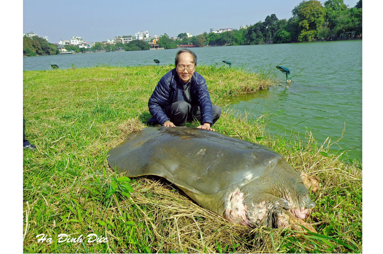 He sinh thai Ho Guom dang thay doi, chuyen gia 