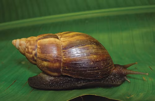 Viet Nam so huu loai vat nhieu rang nhat the gioi