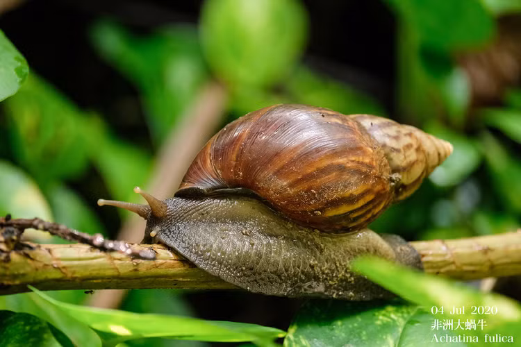 Viet Nam so huu loai vat nhieu rang nhat the gioi-Hinh-5