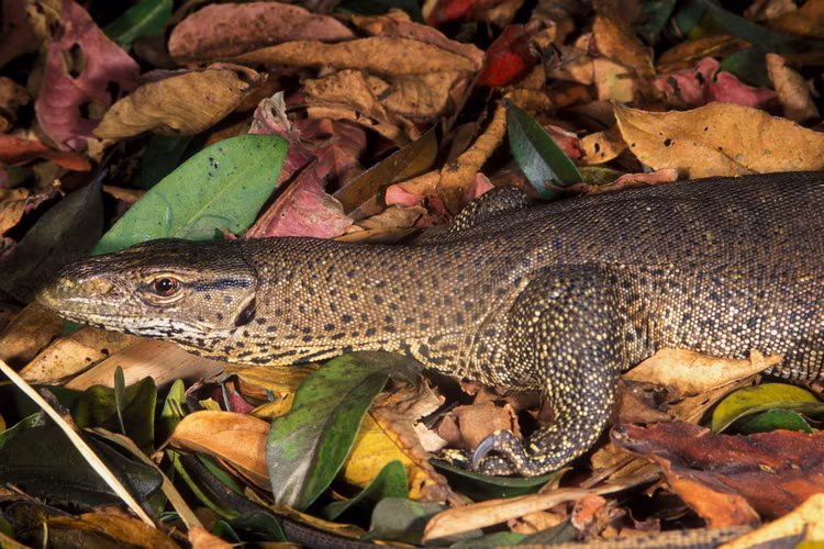 Bat duoc ky da van o Binh Chanh: Loai nguy cap trong Sach Do-Hinh-8