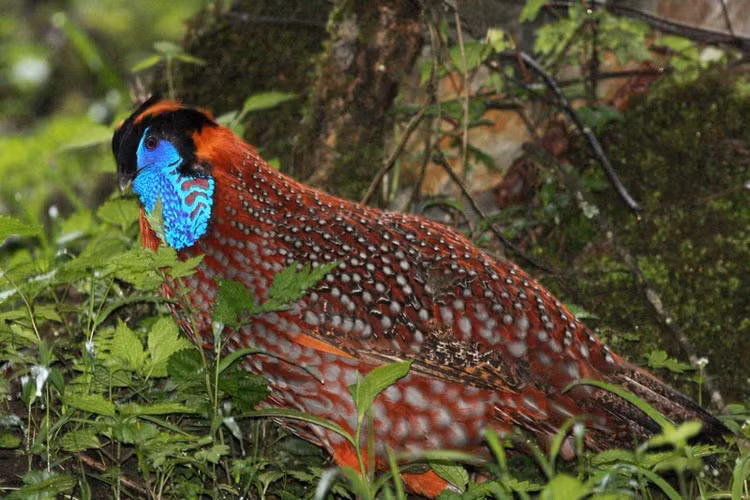 Viet Nam so huu loai chim quy, dep den khong roi duoc mat-Hinh-9