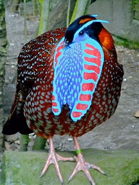 Viet Nam so huu loai chim quy, dep den khong roi duoc mat-Hinh-3