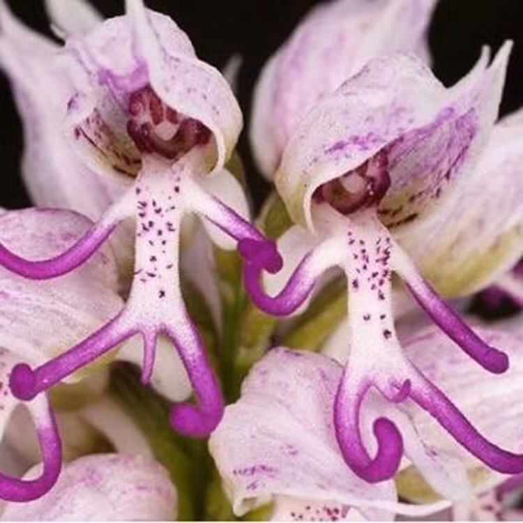 Nhung loai hoa ky la nhat hanh tinh, so 1 gay am anh-Hinh-2