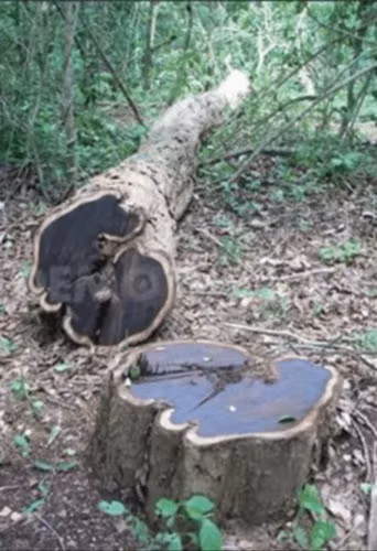 Loai go quy hiem sieu dat do, ca the gioi san lung-Hinh-3