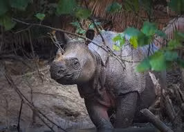 Loai vat quy hiem nhat Trai dat, ca the gioi chi con 80 con-Hinh-8