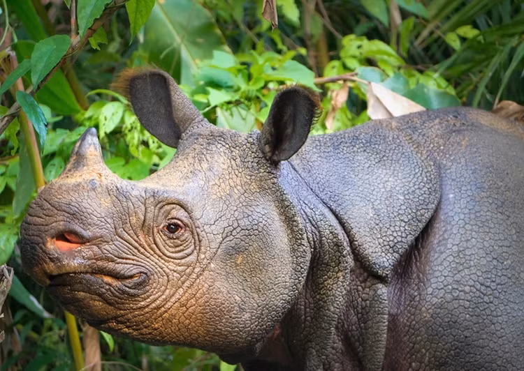 Loai vat quy hiem nhat Trai dat, ca the gioi chi con 80 con