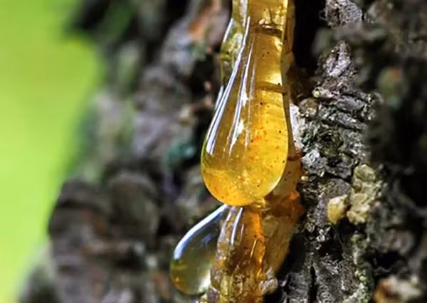 Nhua cay hoa thach hang trieu nam tro thanh 'bau vat' duoc san lung-Hinh-2