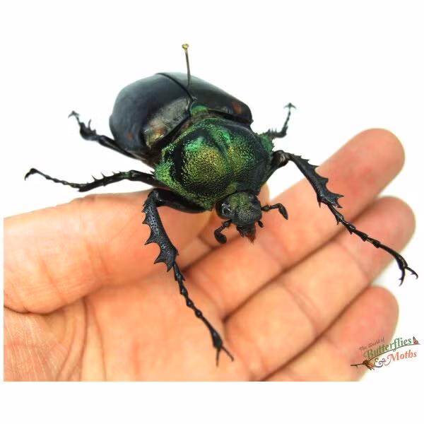 Tan thay loai con trung hiem nhat the gioi, 3,4 ty dong/con-Hinh-4