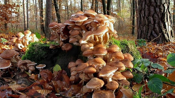 Khong the tin sinh vat lon nhat hanh tinh lai la mot.. cay nam!-Hinh-2