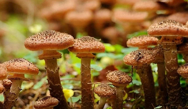 Khong the tin sinh vat lon nhat hanh tinh lai la mot.. cay nam!-Hinh-7