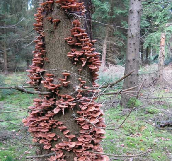 Khong the tin sinh vat lon nhat hanh tinh lai la mot.. cay nam!-Hinh-9