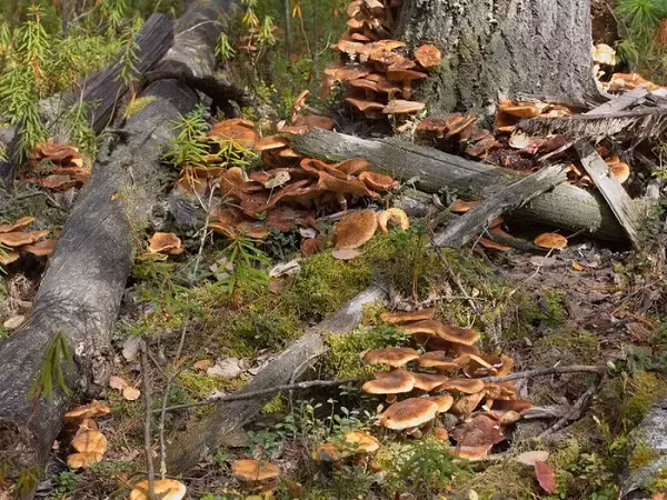 Khong the tin sinh vat lon nhat hanh tinh lai la mot.. cay nam!-Hinh-8